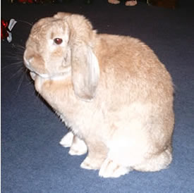 Thorne (Rabbit)